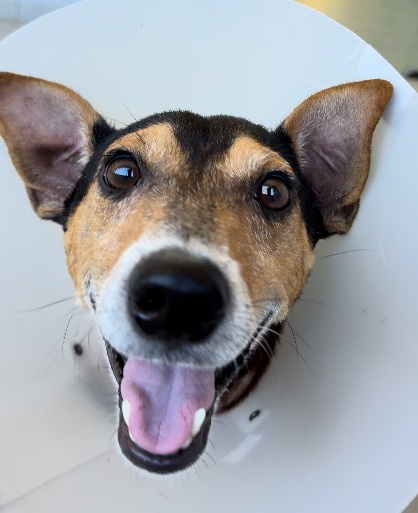 Foto do cachorro PITOCO